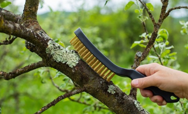 Чем опасен мох на плодовых деревьях, и как от него избавиться